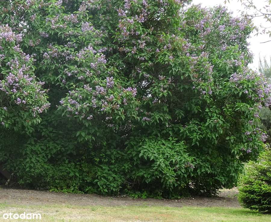 Trzebnica , 100m2 , 3 pokoje , 1 łazi, GARAŻ OGRÓD-18