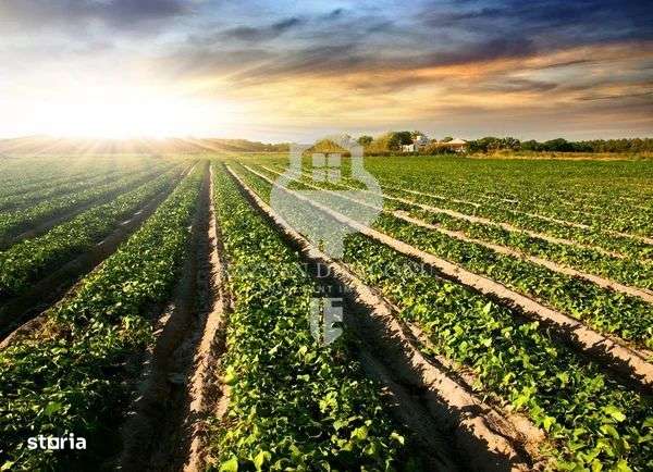 TEREN DE VANZARE - Imagine principală: 1/3