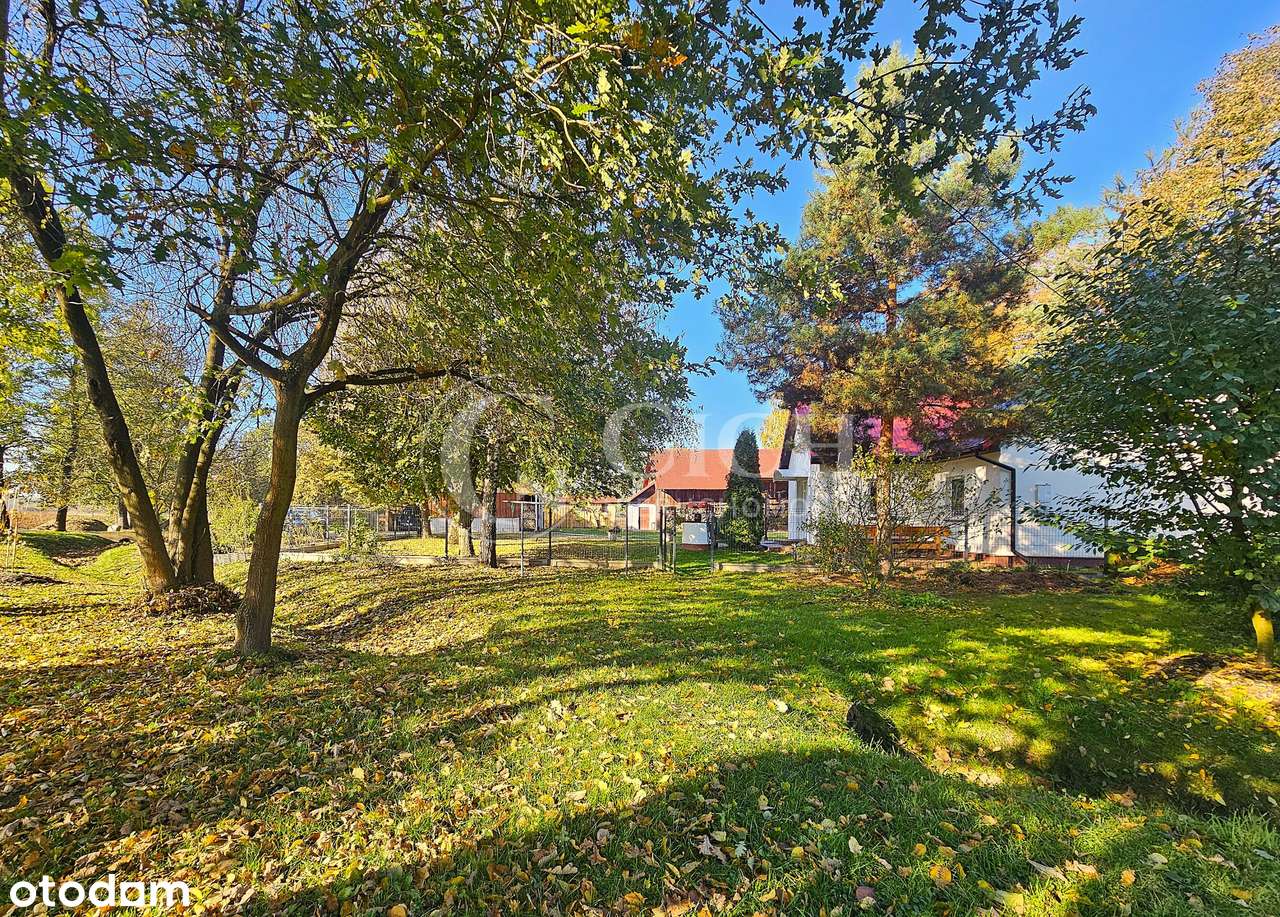 Zadbane siedlisko z prosperującą plantacją jagody kamczackiej.-14