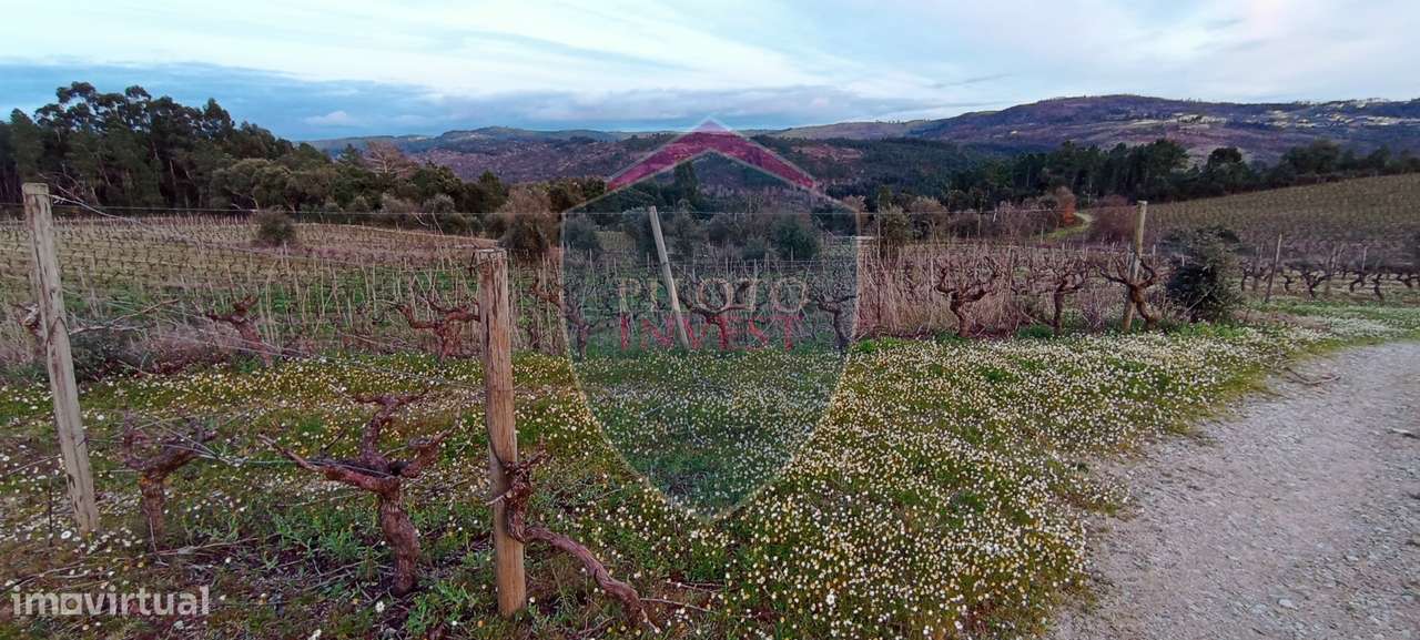 Quinta  Venda em Sezures,Penalva do Castelo-6