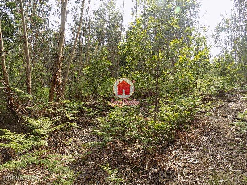 Terreno rústico com 6300m2 em Esmeriz, VNF - Grande imagem: 3/4