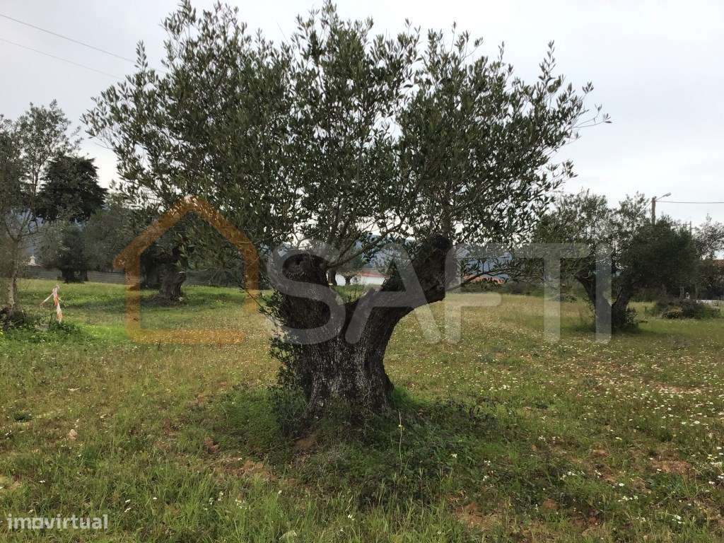 Venda - Terreno para construção. 685 m2 Pedrogão - Torres Novas - Grande imagem: 4/6