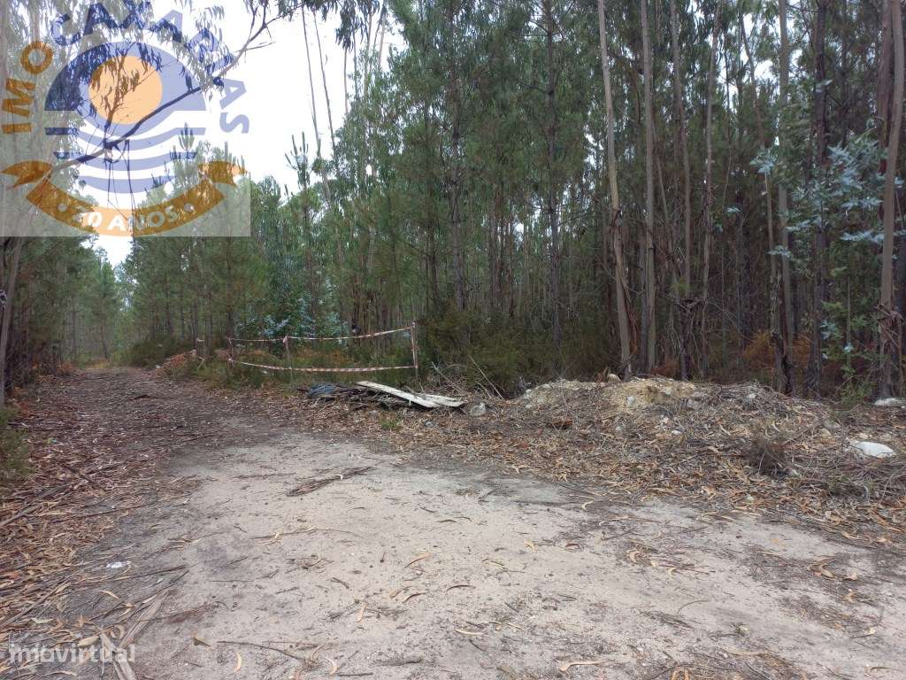 Terreno com pinhal - Grande imagem: 4/5