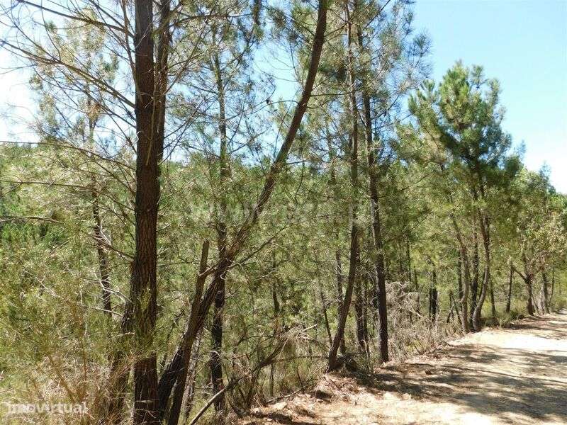 Terreno / Fundão, Enxabarda - Grande imagem: 3/3