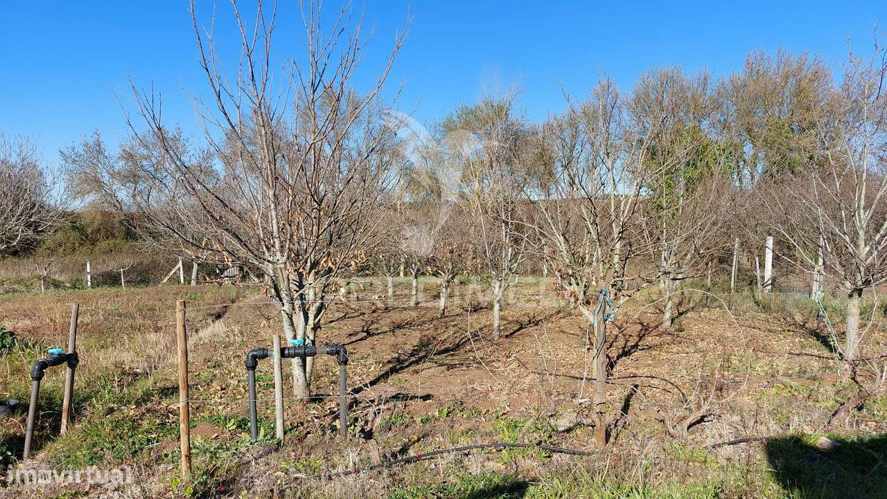 Terreno Agrícola - São Brissos , Beja - Grande imagem: 5/16