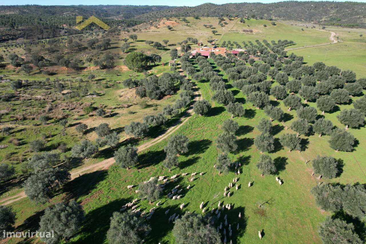 Terreno Rústico  Venda em Escalos de Baixo e Mata,Castelo Branco - Grande imagem: 4/52