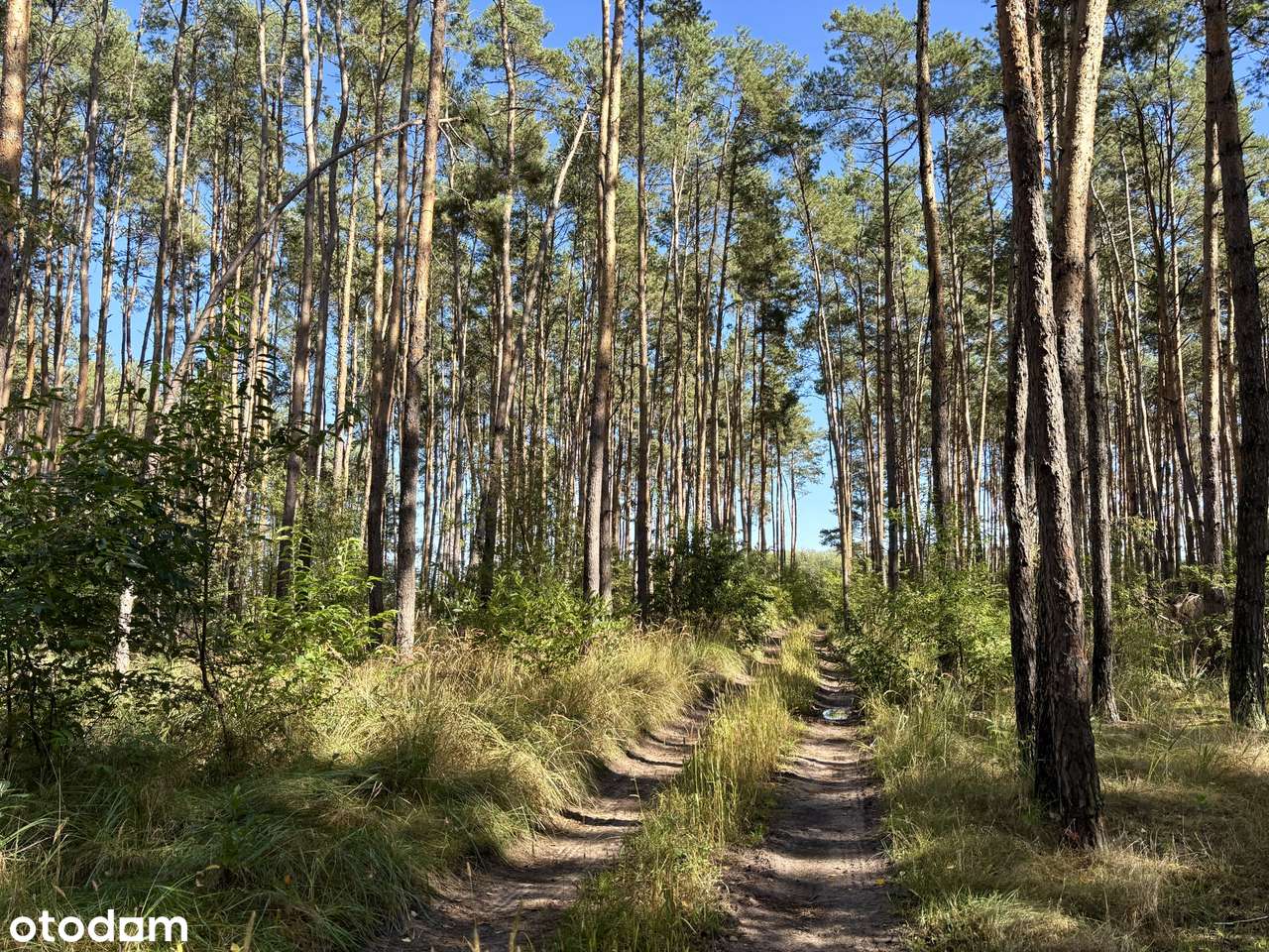 Działka leśna 2,35 ha, Kaszczor, pow. wolsztyński-14