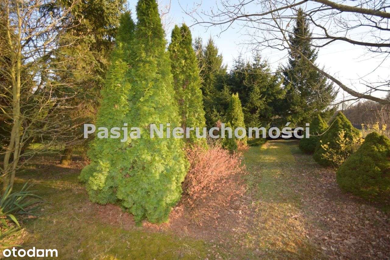 Siedlisko przy lesie-13