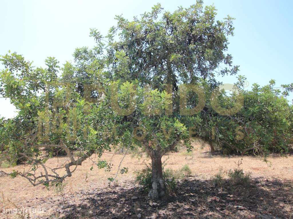 Quinta em Castro Marim a 5km da praia-10