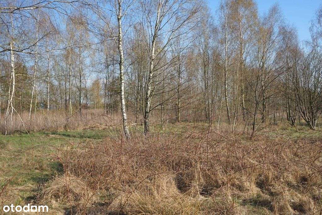 Stanisławów działka przy drodze głównej - Pełny obrazek: 5/7