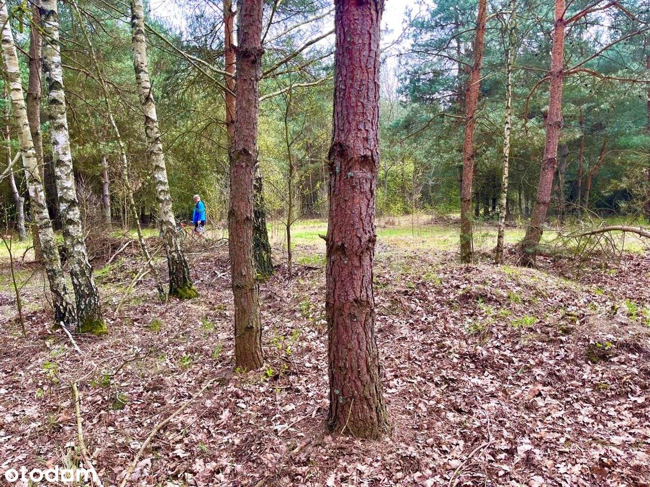 Działka budowlano-rolna, siedliskowa (16517m2) - Pełny obrazek: 5/7