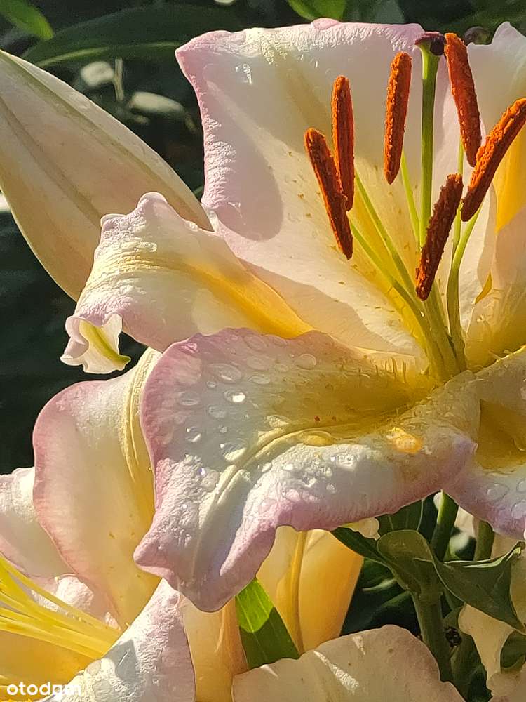 Działka Marysin Wawerski "Biały Kruk" - Pełny obrazek: 3/19