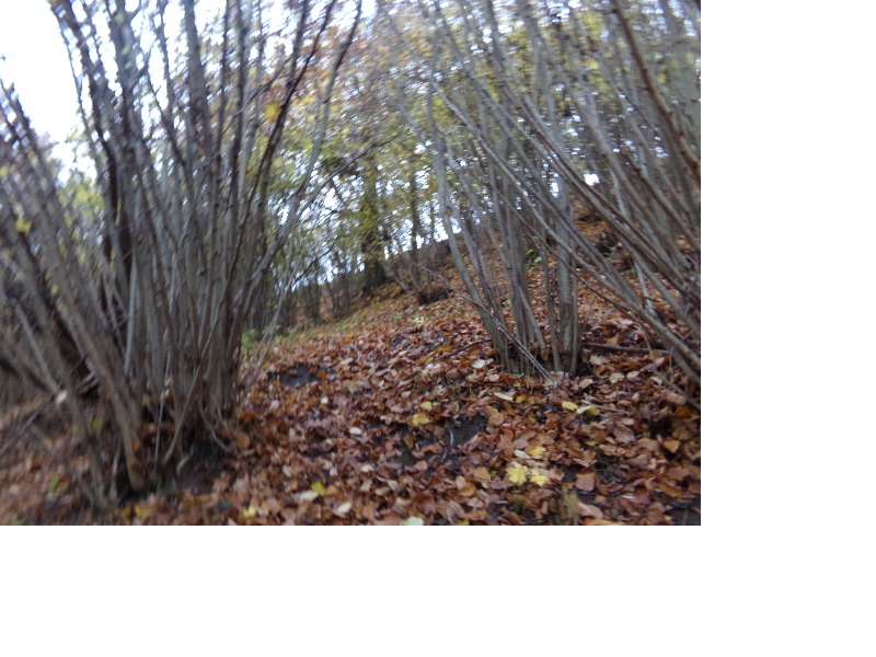 Udział 1/2 - działka o pow. 0,5600 ha Jaźwiska gm. Gniew pow. tczewski - Pełny obrazek: 3/5