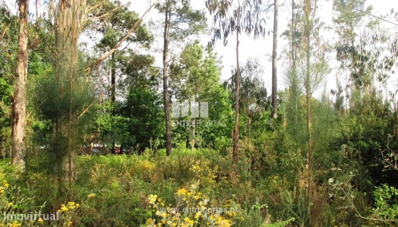 Venda de terreno florestal, Fragoso, Barcelos - Grande imagem: 4/4