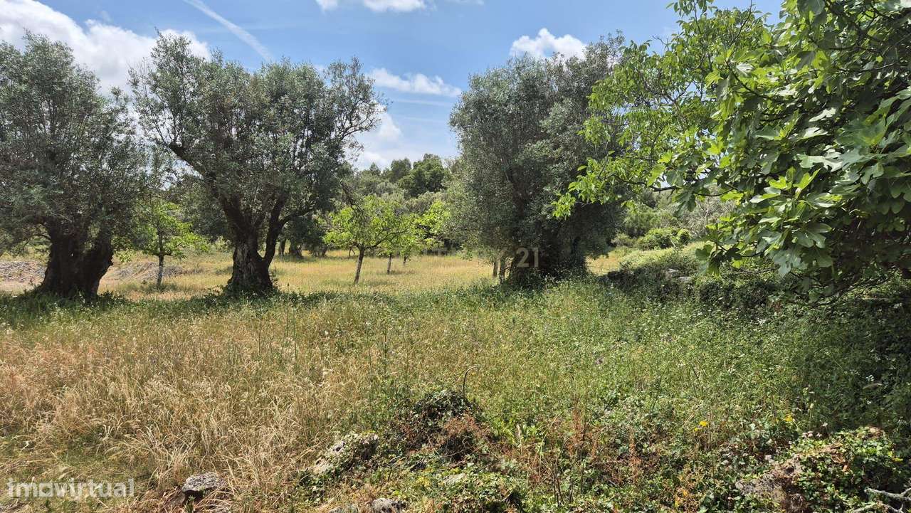 Terreno com 2.163 m² – Vista Deslumbrante para a Serra de Sicó - Grande imagem: 5/6