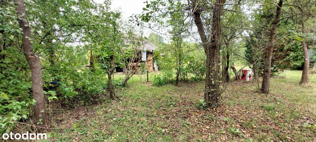 Ranczo Wilkolandia 2 ha zabudowania i staw - Pełny obrazek: 4/14