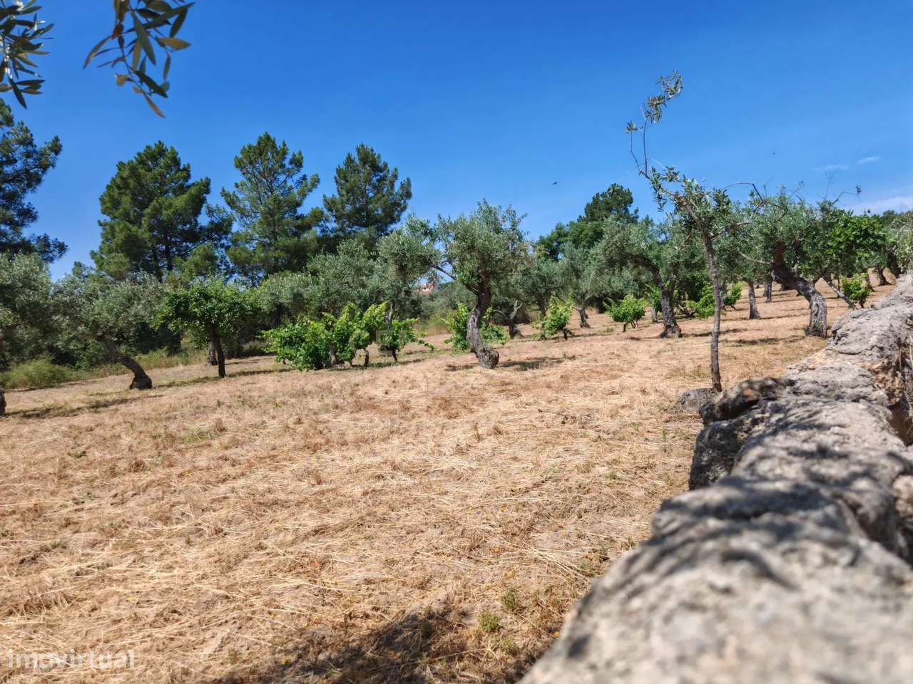 Quintinha na Lousa, Castelo Branco - Grande imagem: 4/19