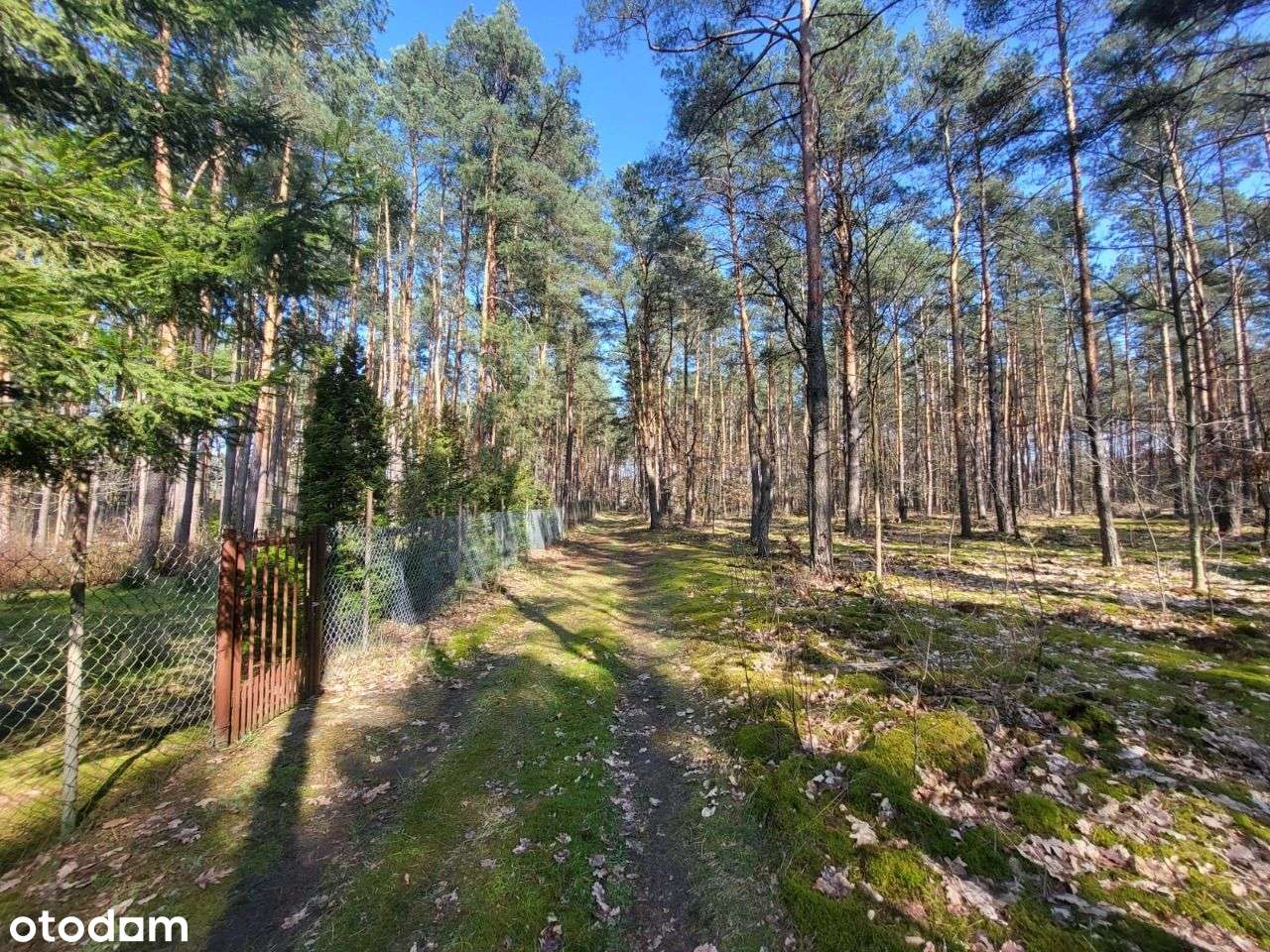 Piękna działka w otulinie leśnej z prawem doBudowy - Pełny obrazek: 4/7