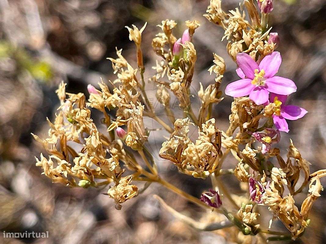 Terreno  para venda - Grande imagem: 5/20