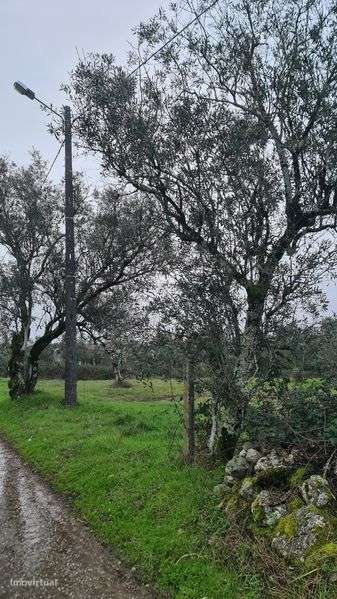 Terreno em Pinheiro de Coja - Grande imagem: 5/7