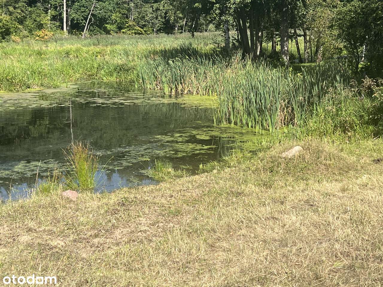 Wyjątkowa działka - Bory Tucholskie z  linią brzegową - Pełny obrazek: 5/11