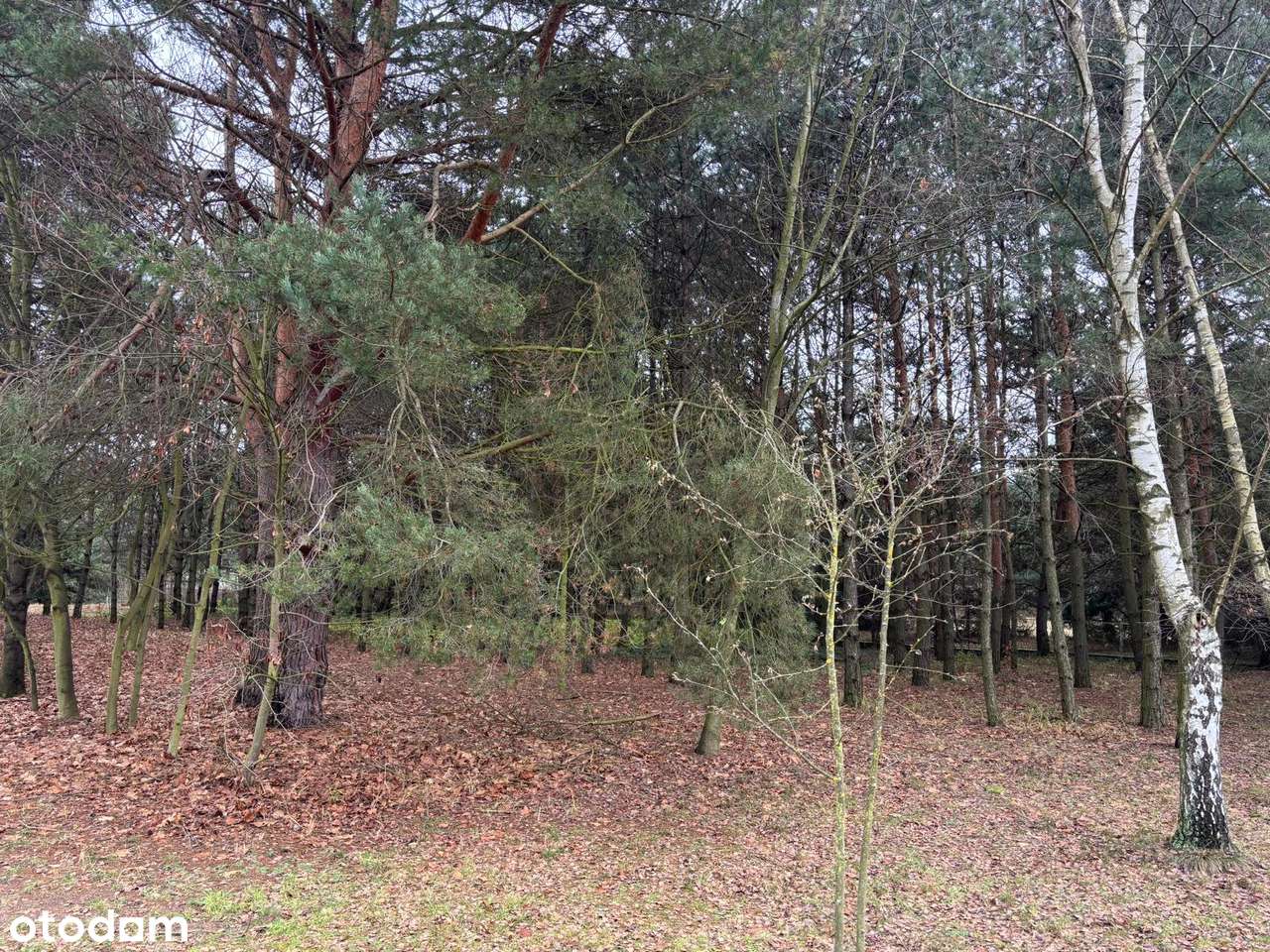 Kameralne działki leśne z wygodnym dojazdem – Bystrzyca - Pełny obrazek: 3/7