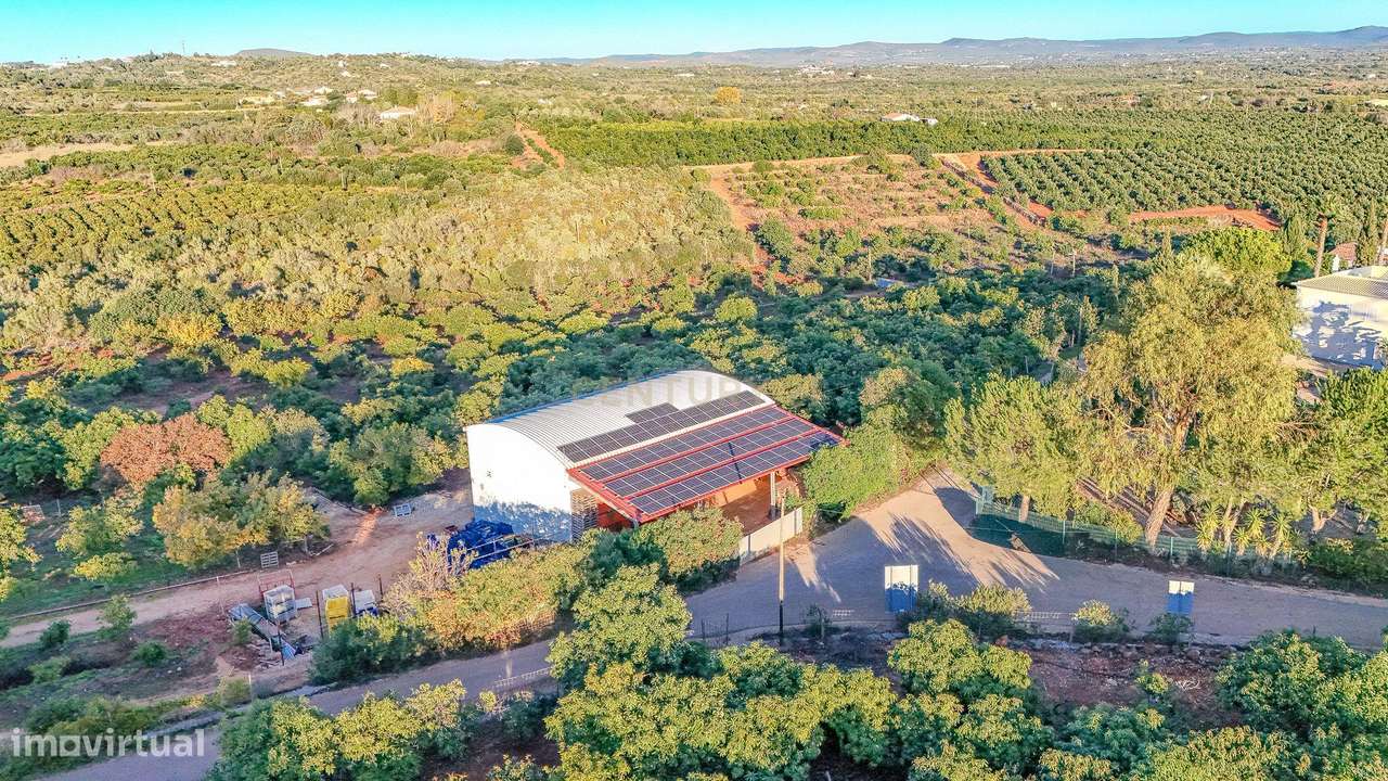 Pomar Produtivo 10 ha com Infraestruturas Premium - Grande imagem: 5/15