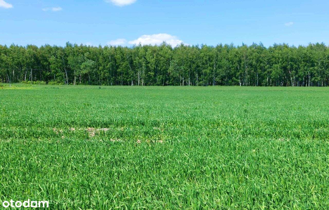 Działka rolno-budowlana. Dębowiec 8 km od Zamościa - Pełny obrazek: 5/12