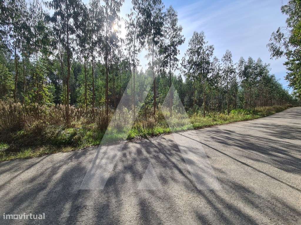 Terreno em Pinheiro da Bemposta - Grande imagem: 5/8