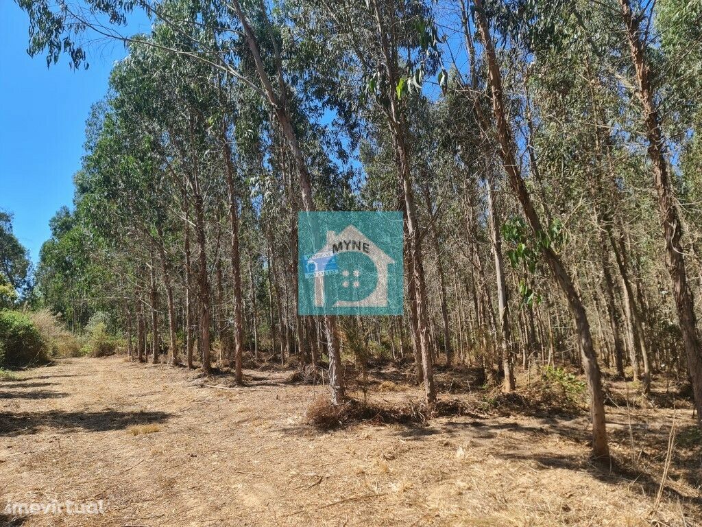 Terreno com eucaliptal em Famalicão da Nazaré