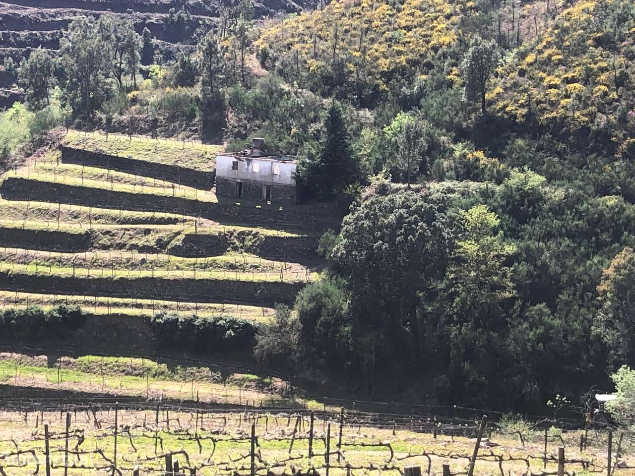 Quinta espetacular na região do vinho verde em plena produção-43