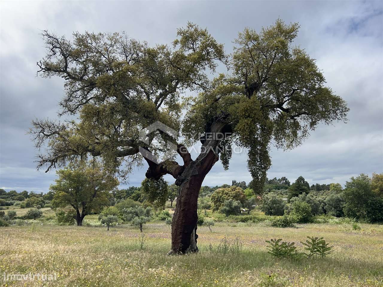 Terreno com casa agrícola para VENDA em São Miguel de Acha-25