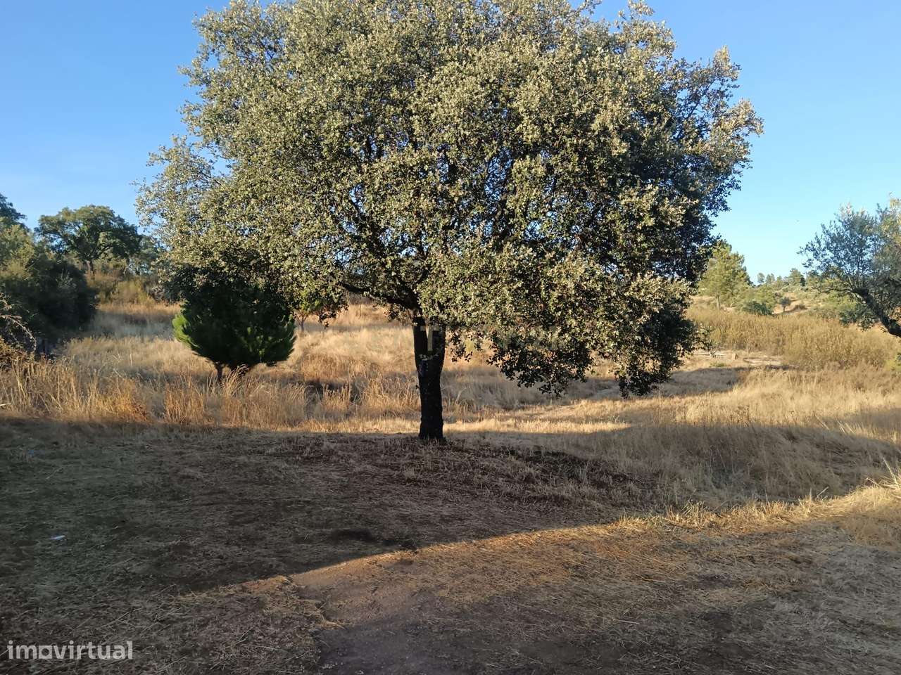 Terreno rústico 7ha Palvarinho, Castelo Branco - Grande imagem: 5/14