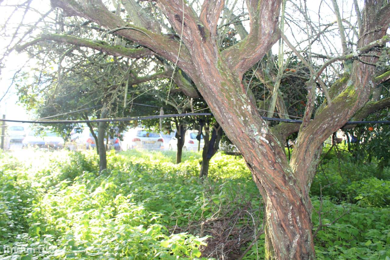 Terreno Industrial, Golegã - Grande imagem: 5/11