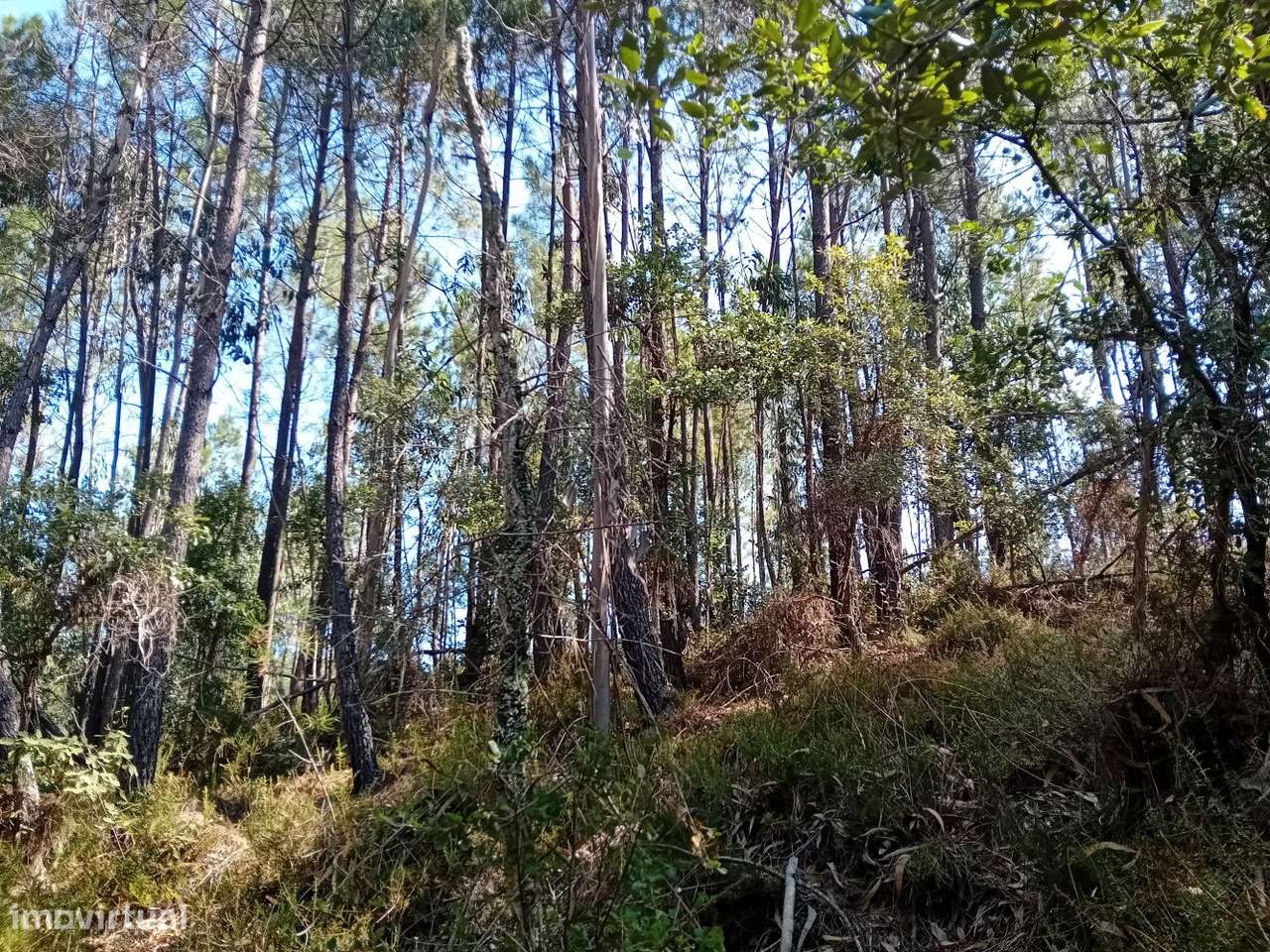 Terreno florestal com eucaliptos e pinheiros, com bons acessos-1