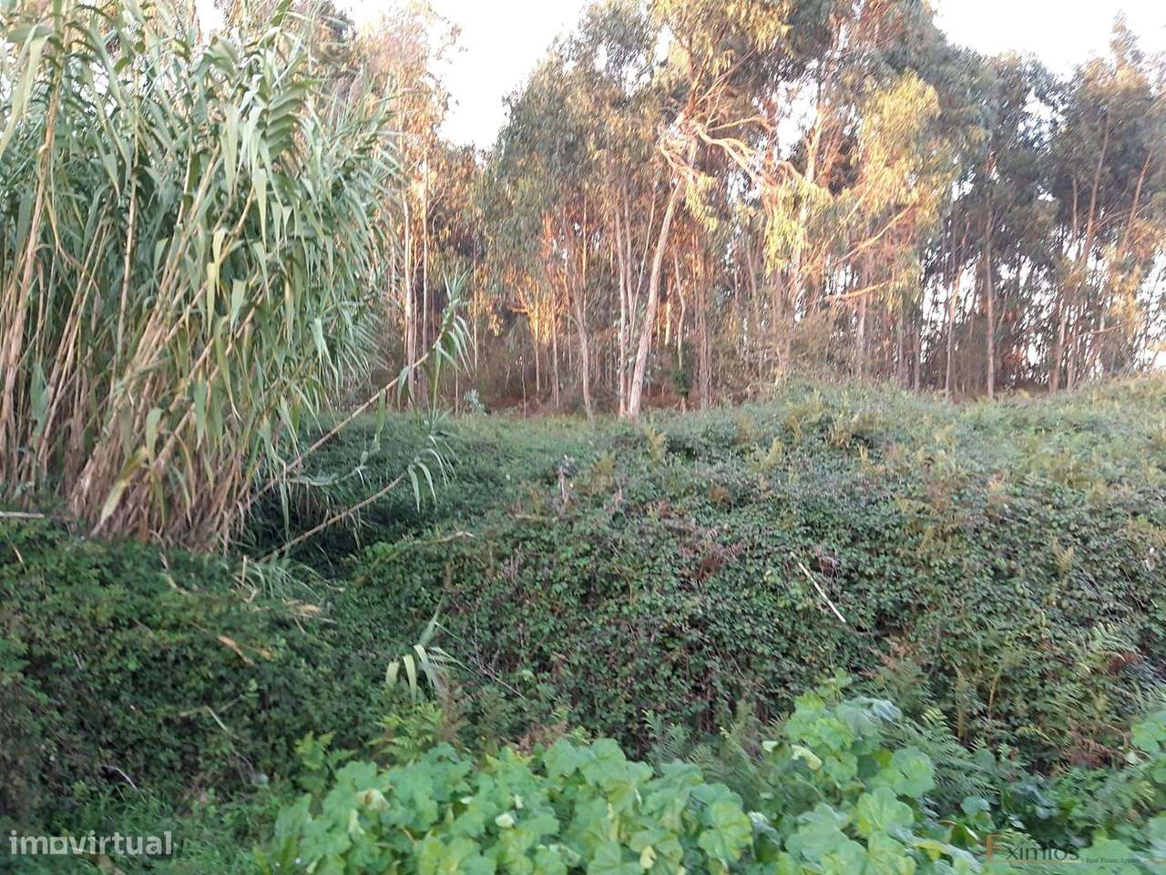 Terreno, para venda, em Argivai - Grande imagem: 5/6