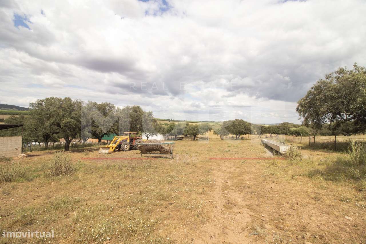 Herdade - Alvito-45