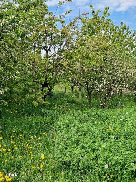 Casa cu terem cultivabil - Imagine principală: 4/8