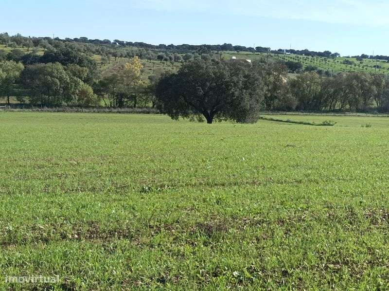 Propriedade junto a Estremoz - Grande imagem: 4/5