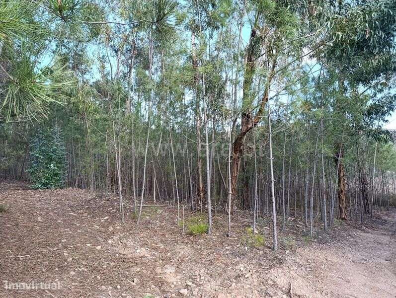 Terreno / Fundão, Monte Leal - Grande imagem: 4/4