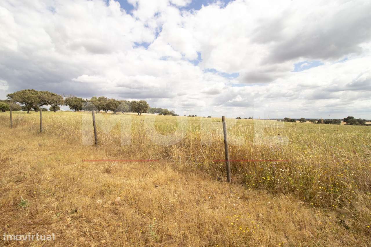 Herdade - Alvito-48
