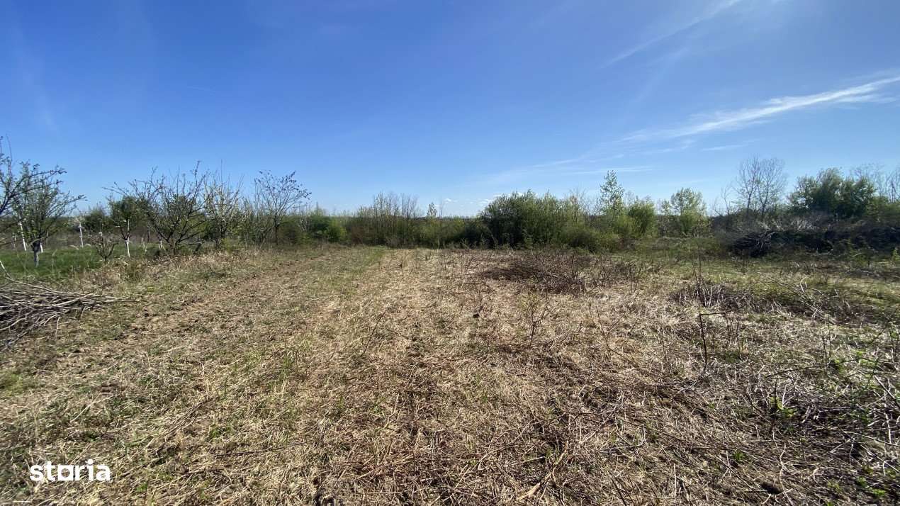 Teren 2000 mp intravilan Smeura-Mosoaia. Comision 0% - Imagine principală: 2/5