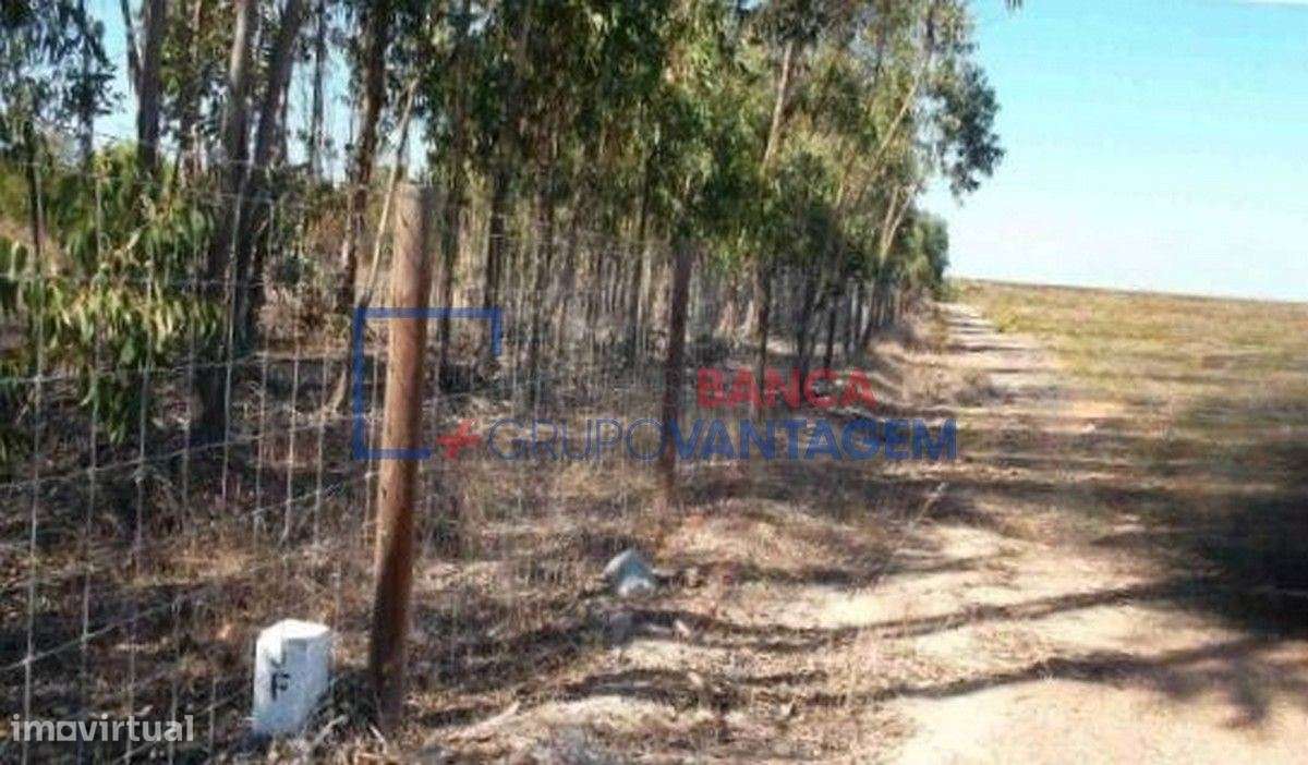 Prédio rústico com 24 hectares na Freguesia de São Teotónio, Odemira - Grande imagem: 3/11