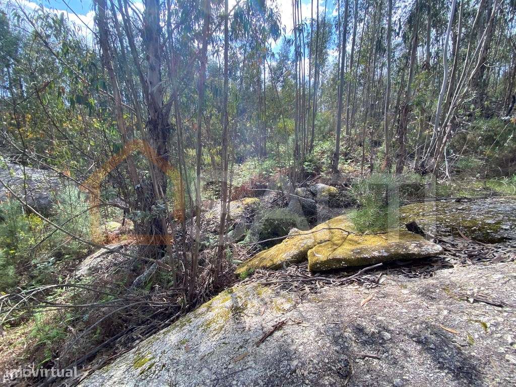 Terreno junto a EM 624 Tondela 1180m2 Vende-se 20 000€ - Grande imagem: 4/4