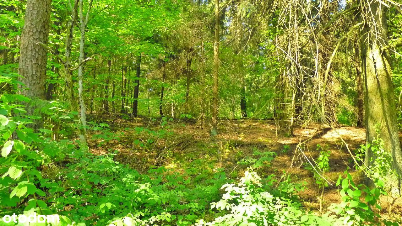 Hańcza - działka leśna 3300 m2
