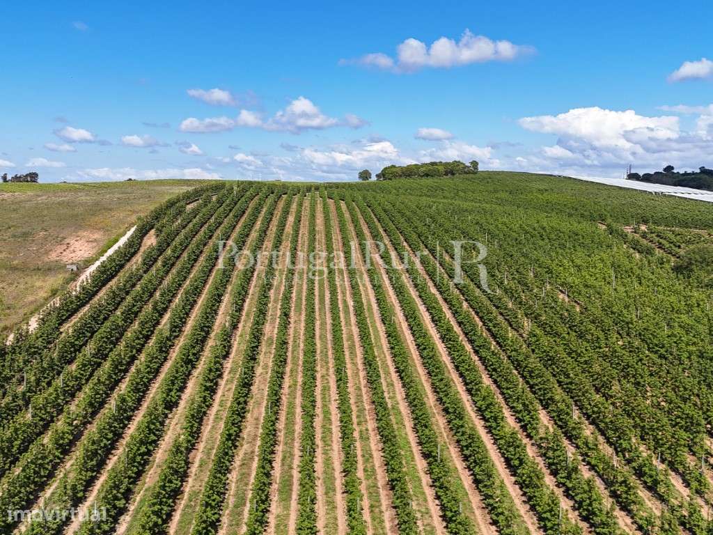 Exploração Agrícola com 37 ha e produção de Pera Rocha no Cadaval-29
