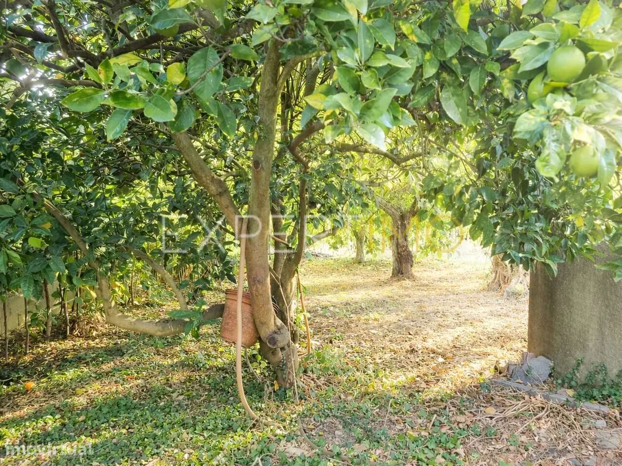 Moradia T5 com Terreno - Tábua-20