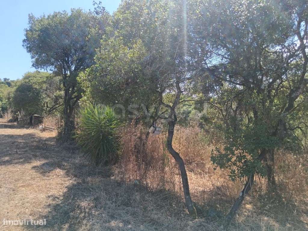 Terreno com casa de madeira em Evora de Alcobaça - Grande imagem: 5/15