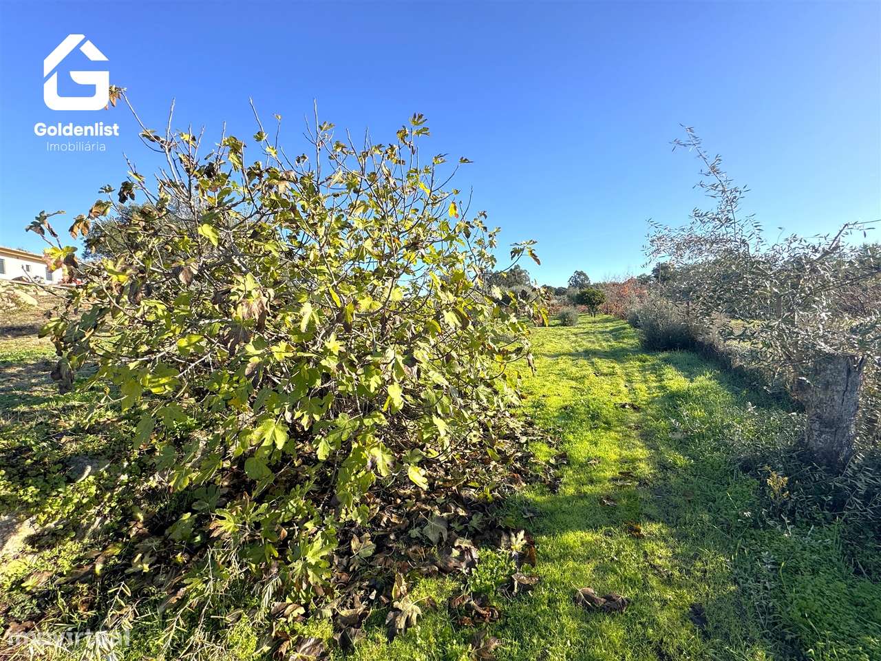 Quinta T3 Venda em Escalos de Cima e Lousa,Castelo Branco-56