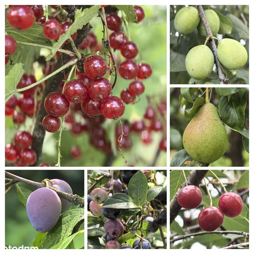 Uzbrojona Działka Budowlana z  garażem i domkiem letniskowym Trzyciąż-12